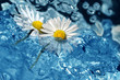 Gänseblümchen 22