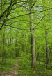 Narrow path crossing deciduous stand Narrow path crossing deciduous stand