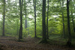 Oak and hornbeam trees against light of morning Oak and hornbeam trees against light of morning