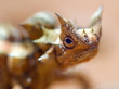 Photo en ligne au meilleur prix Shallow focus portrait of an Australian Thorny Devil