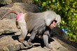 Babbuino babuino scimmia monkey Babbuino babuino scimmia monkey