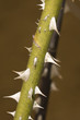 Rose Thorns