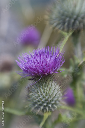 Photo: Purple Thistle close-up Purple Thistle close-up