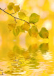 Bunte Blätter im Herbst am Wasser