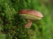 cèpe,champignon,comestible