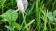 grey slug 2