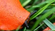 a shy slug