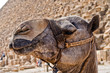 Camel portrait