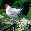 Hahn_115083