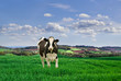 Lone Friesian  cow in a meadow.