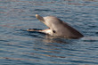 Rufender Delfin