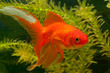 Goldfisch