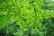 Gingkobaum