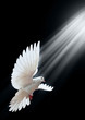 A free flying white dove isolated on a black A free flying white dove isolated on a black