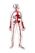arterie