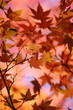 Japanese maple background Japanese maple background