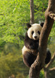 Cute young panda sitting on a tree en face Cute young panda sitting on a tree en face