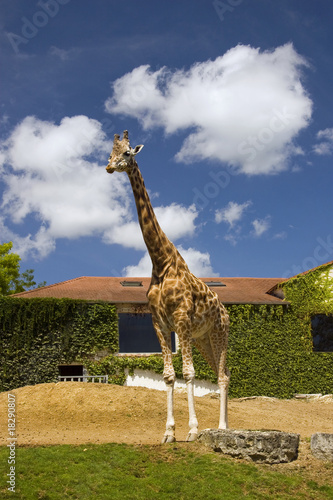 Photo: Giraffe at a zoo Giraffe at a zoo