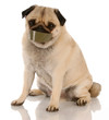 barking dog problems - pug with tape on mouth ..