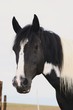 Winnetou Portrait 3