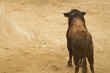 toro
