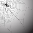 Spiderweb Background Spiderweb Background