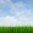 High resolution grass and sky background High resolution grass and sky background