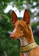 Portrate of Pharaoh hound 3/4