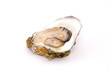 Oyster on a white background