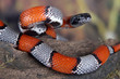 Coral snake