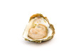 Oyster on a white background