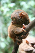 Tarsier