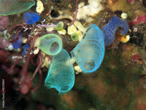 Photo: small filter feeding tunicates small filter feeding tunicates