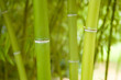 Bamboo