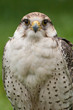 Falke