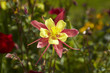 Akelei (Aquilegia caerulea Hybride) 05
