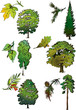 Trees and their leaves. Vector art-illustration. Trees and their leaves. Vector art-illustration.