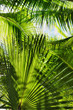 Green Palm Jungle