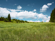 Meadow