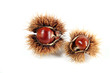 Castagne nei ricci