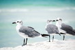 Pare of seagulls and lonely one aside on the seashore