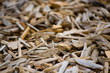 Close-up of wooden brown shavings