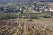 vignes en hiver