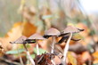 Pilze