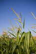 Top of corn stalks