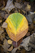Colourful Fallen Autumn leaf