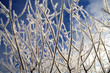 Cold winter day, beautiful hoarfrost and rime on trees.