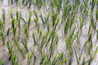 Paddy field / Reisfeld