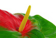 Flamingoblume - Anthurium 15