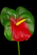 Flamingoblume - Anthurium 21